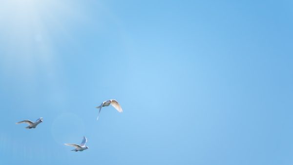 地方移住×再エネ転職で得られる「3つの自由」